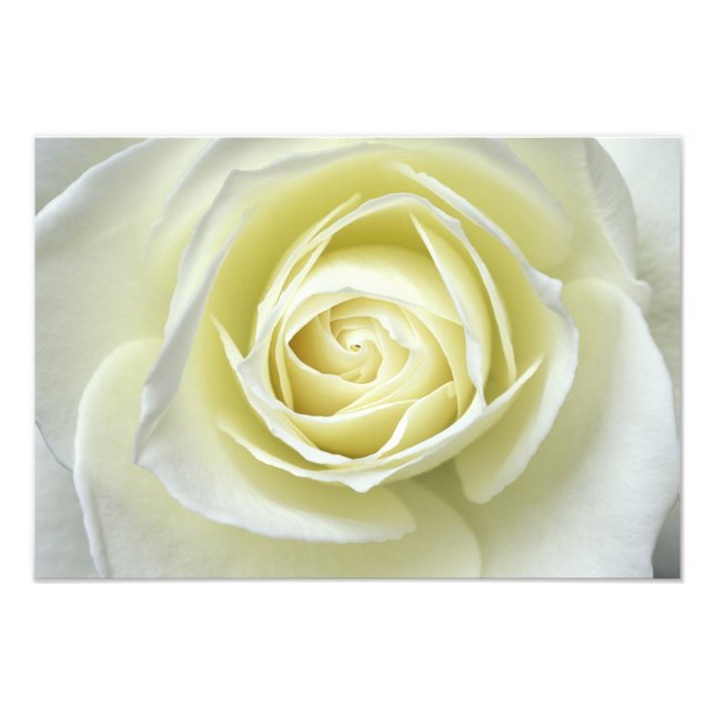 Impression Photo Gros plan sur la rose blanche (Devant)