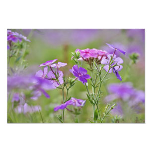 Impression Photo Gros plan sur Phlox de Drummond, Phlox drummondi, 