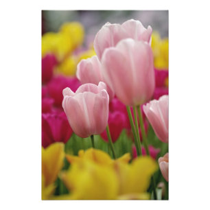 Impression Photo Gros plan sur une fleur de tulipe, jardins de Kuek