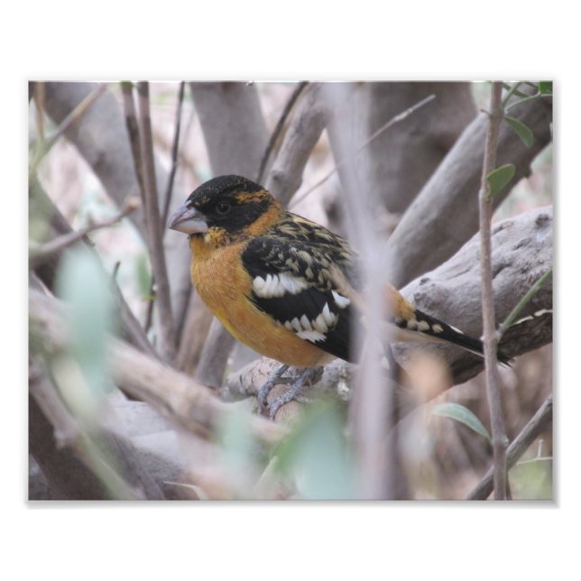 Impression Photo Grosbeak à tête noire (Devant)