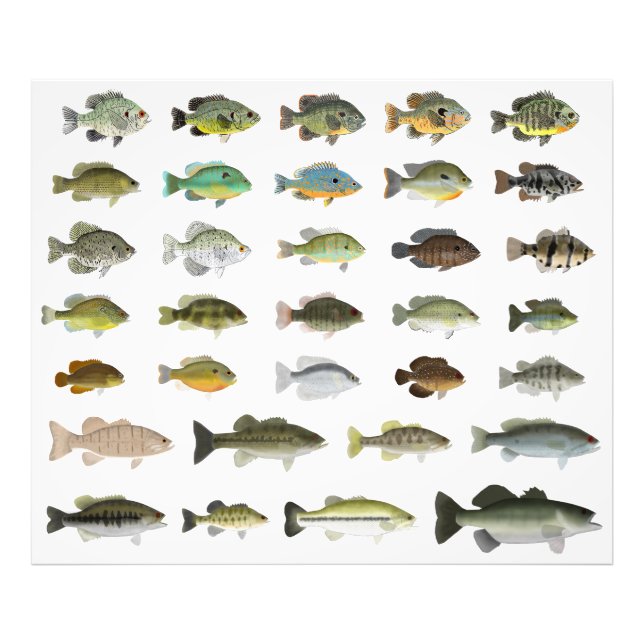 Impression Photo Groupe Sunfish de l'Amérique du Nord (Devant)