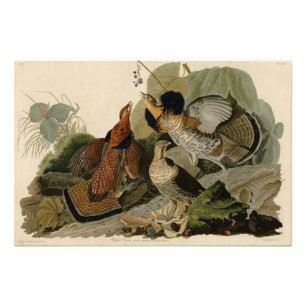 Impression Photo Grouse rouffé - d'Audubon's Birds of America