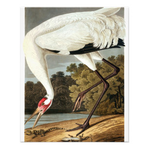 Impression Photo Grue blanche par John James Audubon