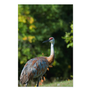 Impression Photo Grue SandHill