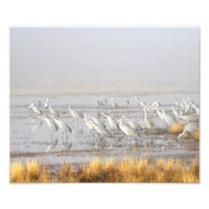 Impression Photo Grues de Sandhill