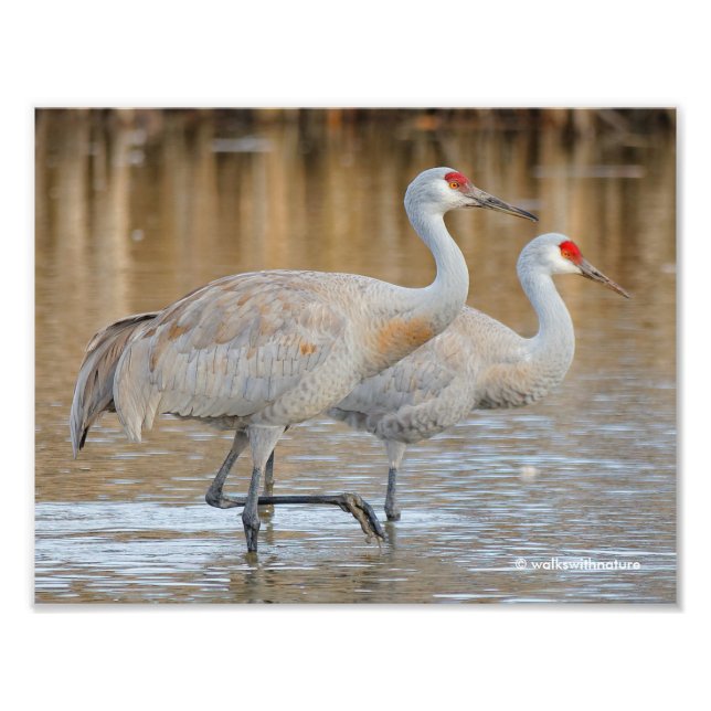 Impression Photo Grues de Sandhill dans le marais (Devant)