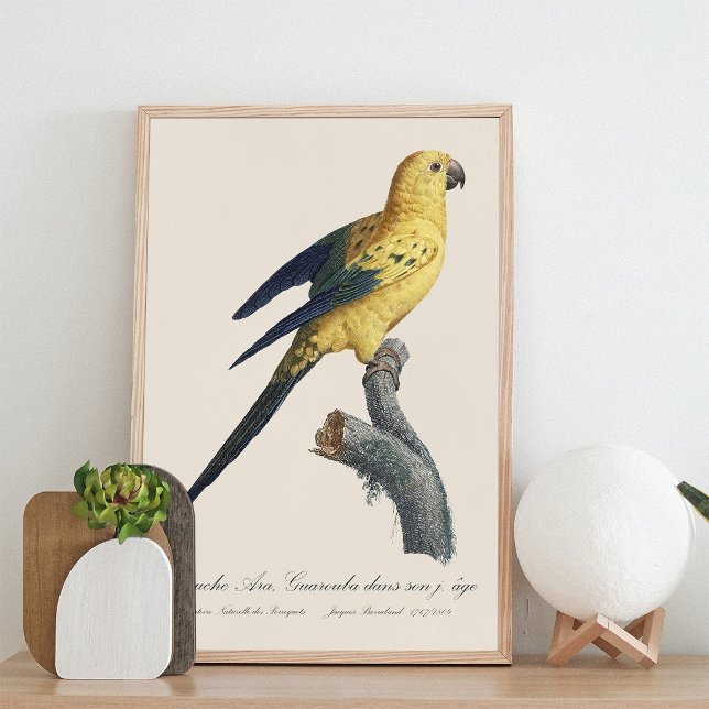 Impression Photo Guarouba dans fils jeune âge / Sun parakeet (Guarouba dans sons jeune age / Sun parakeet. Photo Print)