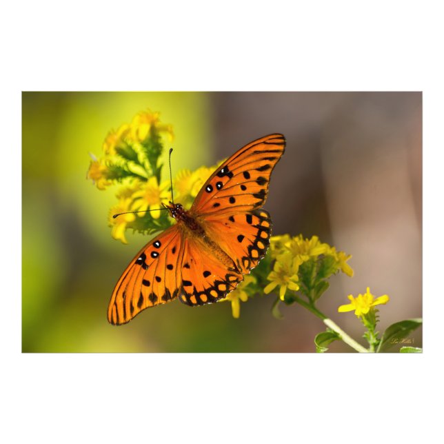 Impression Photo Gulf Fritillary aka Passion Butterfly on Goldenrod (Devant)