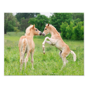 Impression Photo Haflinger Horses Cute Fote Rearing - Paperprint