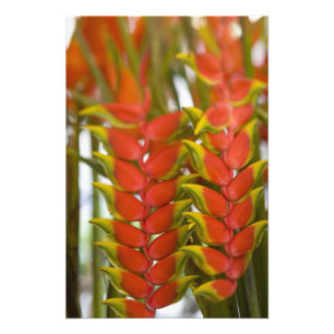 Impression Photo Hanging Heliconia, Hebdomadaire Mardi &