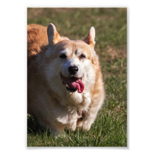 Impression Photo Happy Lady (Corgi) Gros plan