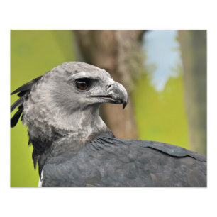 Impression Photo Harpy Eagle