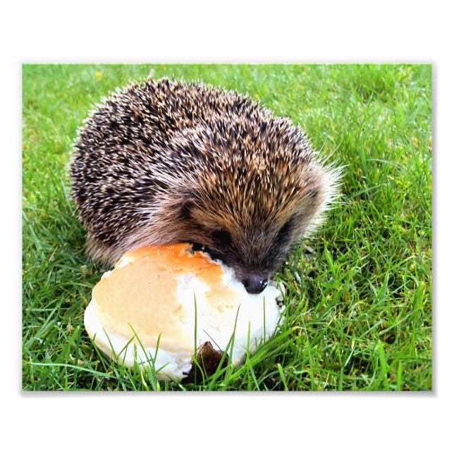 IMPRESSION PHOTO HÉDGEHOG (Devant)