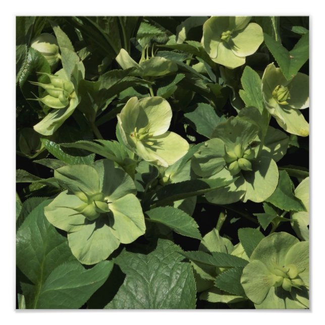 Impression Photo Hellebore vert de 12 po x 12 po (Devant)