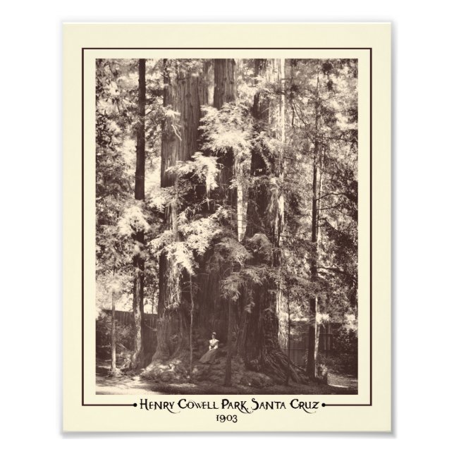 Impression Photo Henry Cowell Park, Père Noël Cruz, Californie 1903 (Devant)