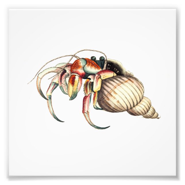 Impression Photo Hermit Crab Sea Ocean Beach Salle de bain Imprimer (Devant)