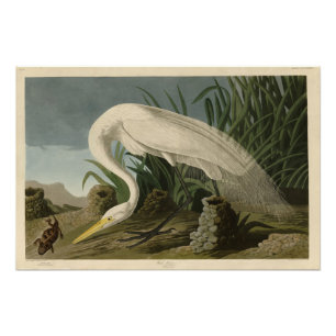 Impression Photo Héron blanc, Grandes aigrettes, Oiseaux d'Amérique