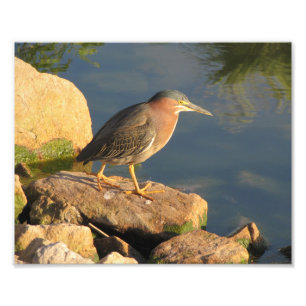 Impression Photo Heron vert