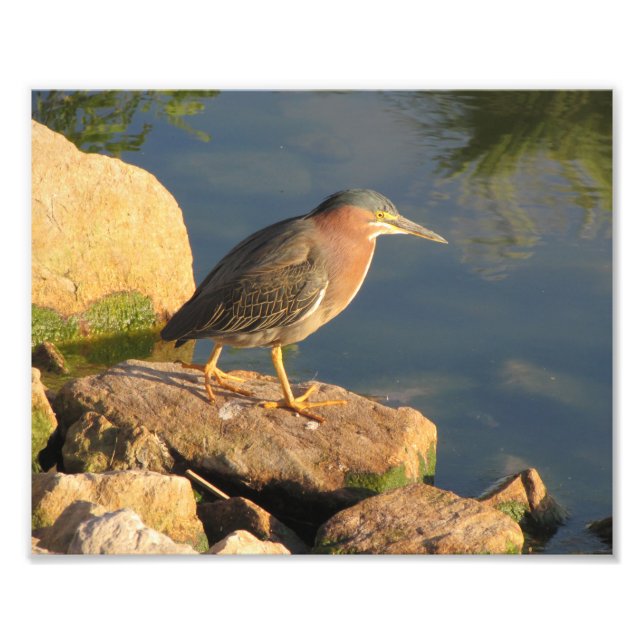 Impression Photo Heron vert (Devant)