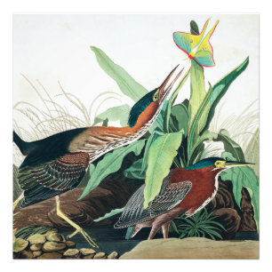 Impression Photo Heron vert par John James Audubon