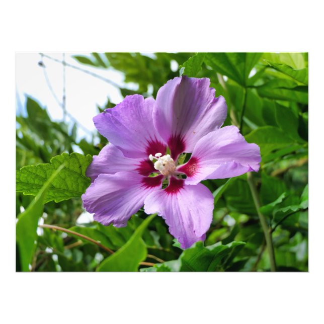 Impression Photo Hibiscus (Devant)