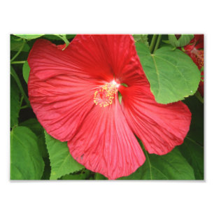 Impression Photo Hibiscus Flower Bright Magenta