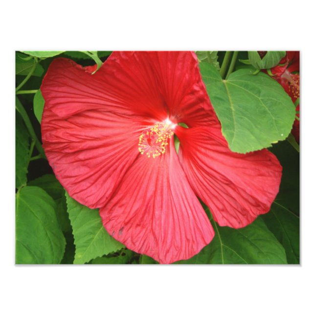 Impression Photo Hibiscus Flower Bright Magenta (Devant)