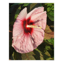 Hibiscus Hardy de 11 po x 14 po