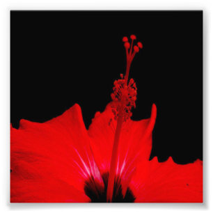 Impression Photo Hibiscus rouge