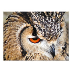 IMPRESSION PHOTO HIBOU