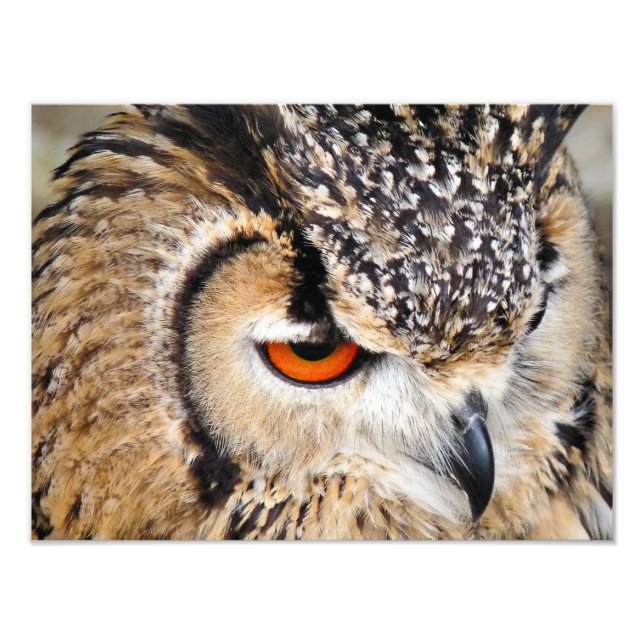 IMPRESSION PHOTO HIBOU (Devant)