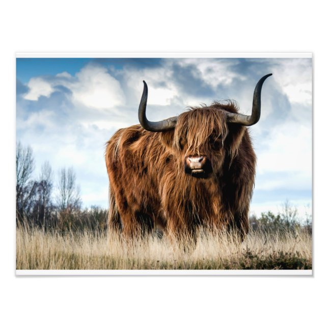 Impression Photo Highland Cow (Devant)