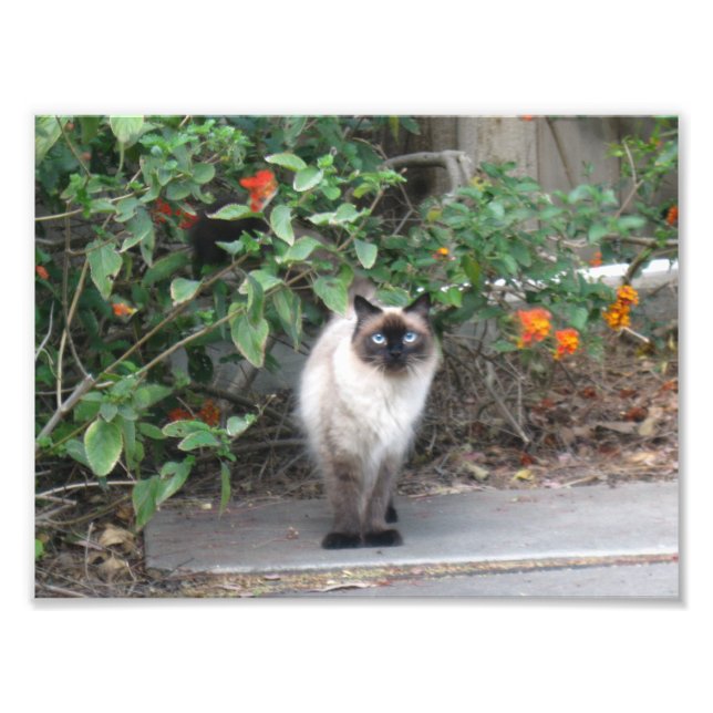Impression Photo Himalayan Mix cat (Devant)