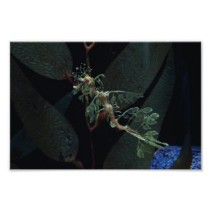 Impression Photo Hippocampe