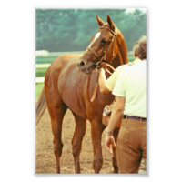 Hippocampe Thoroughbred Affirmé 1978