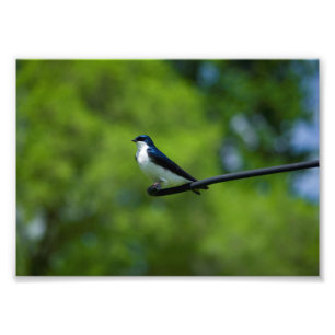 Impression Photo Hirondelle