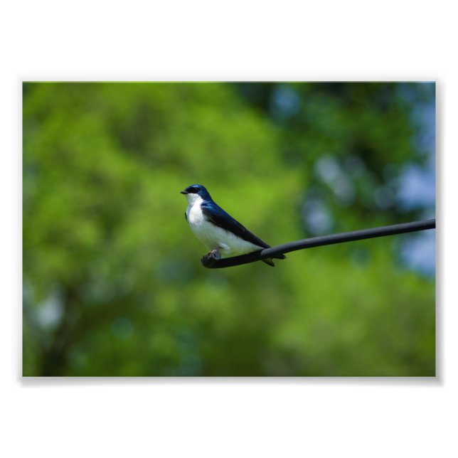 Impression Photo Hirondelle (Devant)