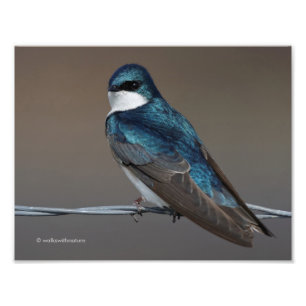 Impression Photo Hirondelle d'arbre : Oiseau sur un fil