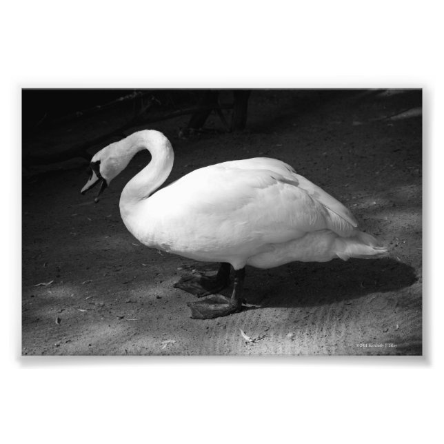 Impression Photo HiSS (Devant)