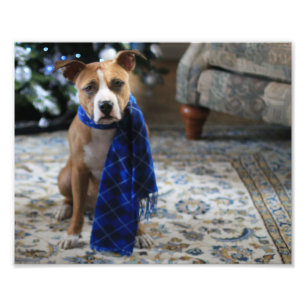Impression Photo Holiday Cheer from Pit Bull Rescue Dog