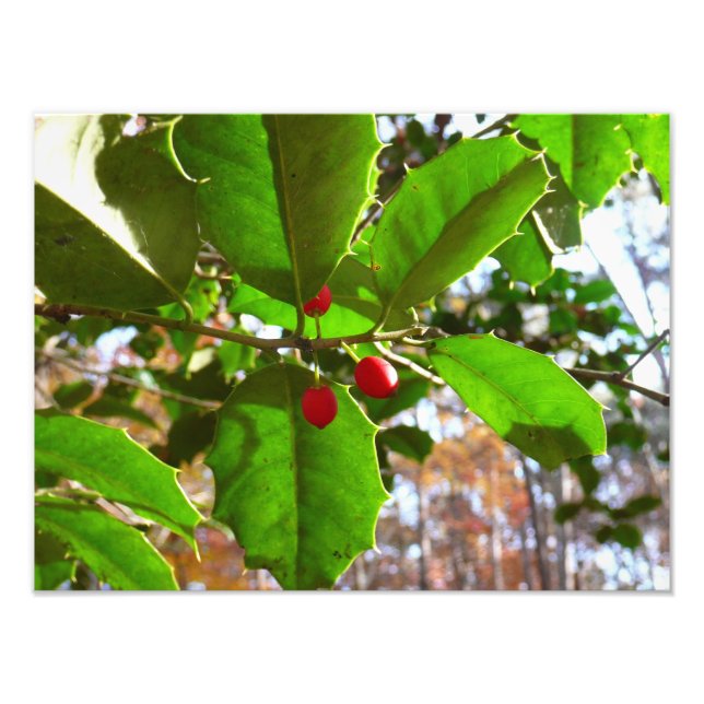 Impression Photo Holly Feuilles II Vacances Nature Botanique (Devant)