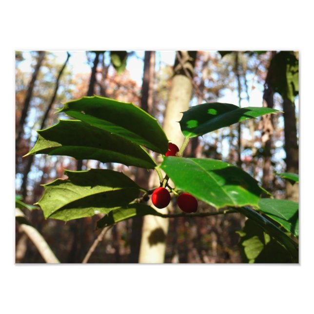 Impression Photo Holly Leaves (Devant)