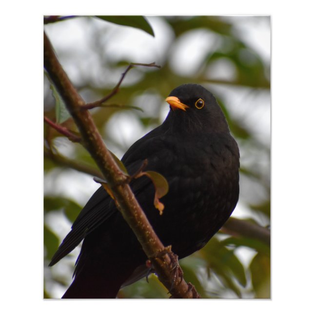 Impression Photo Homme Blackbird (Devant)
