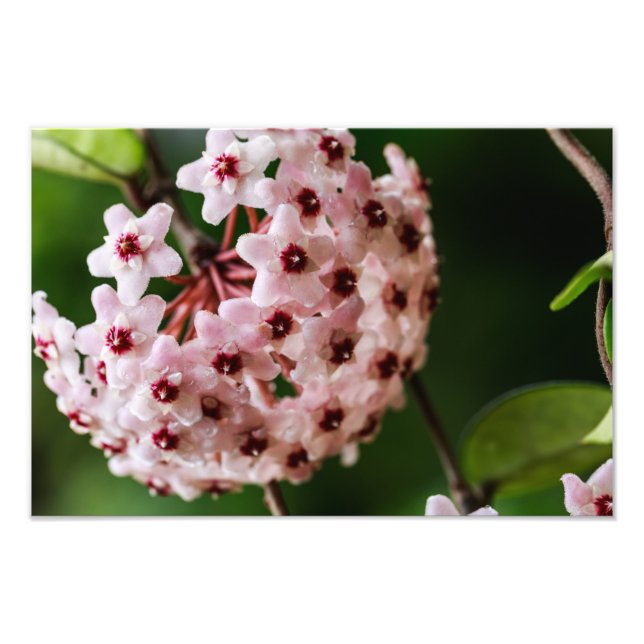 Impression Photo Hoya carnosa (Devant)