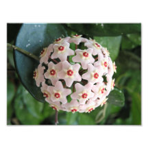 Hoya Wax Plante Globe Red et White Stars Nature