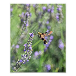 Impression Photo Hummingbird Clearing Moth in Lavender Field