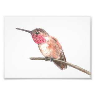 Impression Photo Hummingbird watercolor