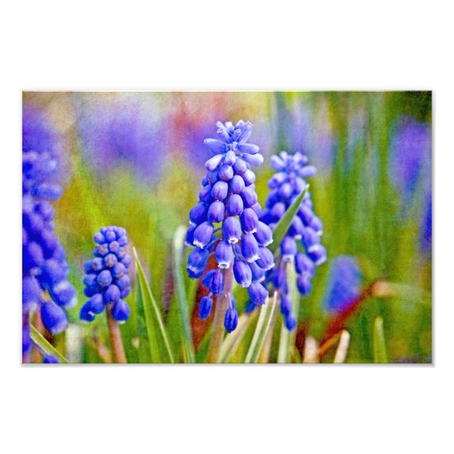 Impression Photo Hyacinthes de raisin (Devant)