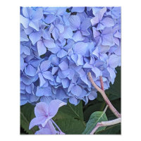 Hydrangea à Tête de Moppe Bleue Fleur