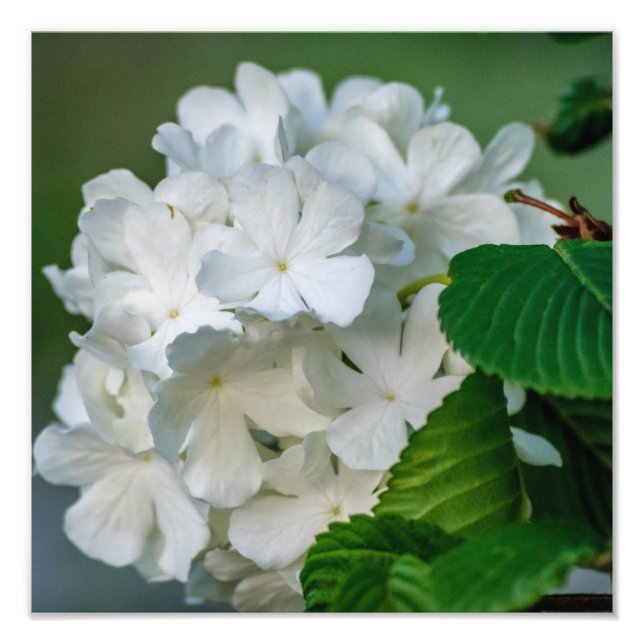 Impression photo Hydrangea blanche 12x12 (Devant)